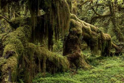 18-nature-photography-forest-photography-hoh-rainforest